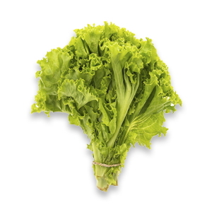 LECHUGA MASO X 1 UN